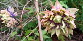 Clematis 'Taiga' Elulõng